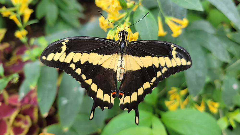 Photo of a Giant Swallowtail butterfly resting on a yellow flower.