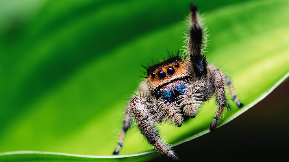 Female jumping spider (Phidippus regius) crawling on green. Macro, big eyes, sharp details. Beautiful big eyes and big fangs.