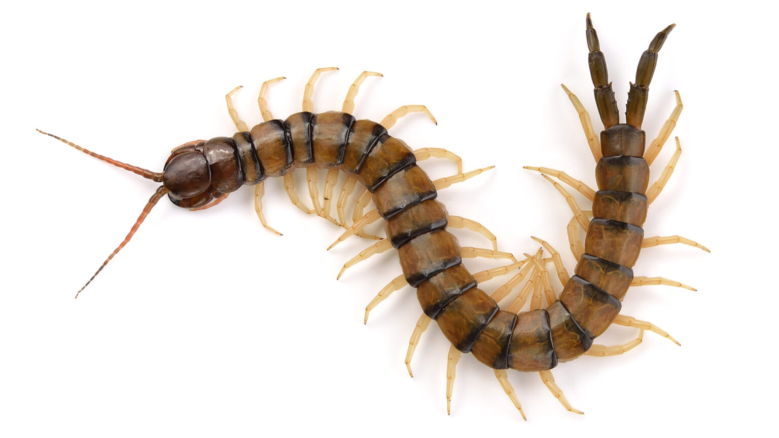 Events for April 2026 Missoula Butterfly House & Insectarium